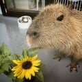 ccapybaraa