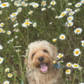 i_love_animals_123